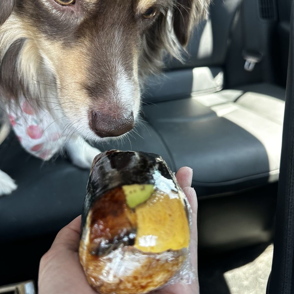 Diamond Head General Store - My dogs head for reference of musubi size - Hawaiian Near Me - San Bruno, California Diamond Head General Store - My dogs head for reference of musubi size - Hawaiian Near Me - San Bruno, California
