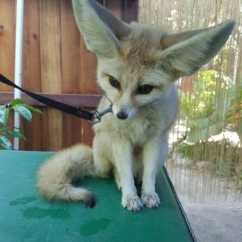 Wildlife Learning Center - The private tour let's you have one on one time with a Fennec Fox! It was really awesome, and they're so cute! - Zoos Near Me - Sylmar, California