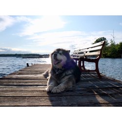 Robertson's Cottages at Idlewild - Dock doggo!