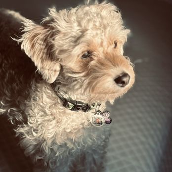 Couture Pet Grooming - Middle of growing out, going to get a puppy cut now! - Pet Groomers Near Me - Lake Elsinore, California Couture Pet Grooming - Middle of growing out, going to get a puppy cut now! - Pet Groomers Near Me - Lake Elsinore, California