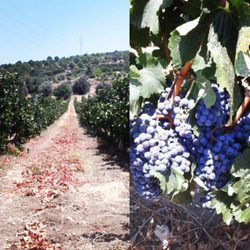 Gemici Wine & Jam Shop