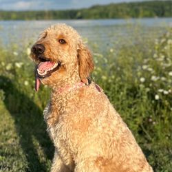 Atwood Lake Park - My puppers loving the hike!