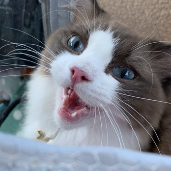 FairyTale Ragdoll by i-Angel - 8/20 Updatr - Pet Breeders Near Me FairyTale Ragdoll by i-Angel - 8/20 Updatr - Pet Breeders Near Me