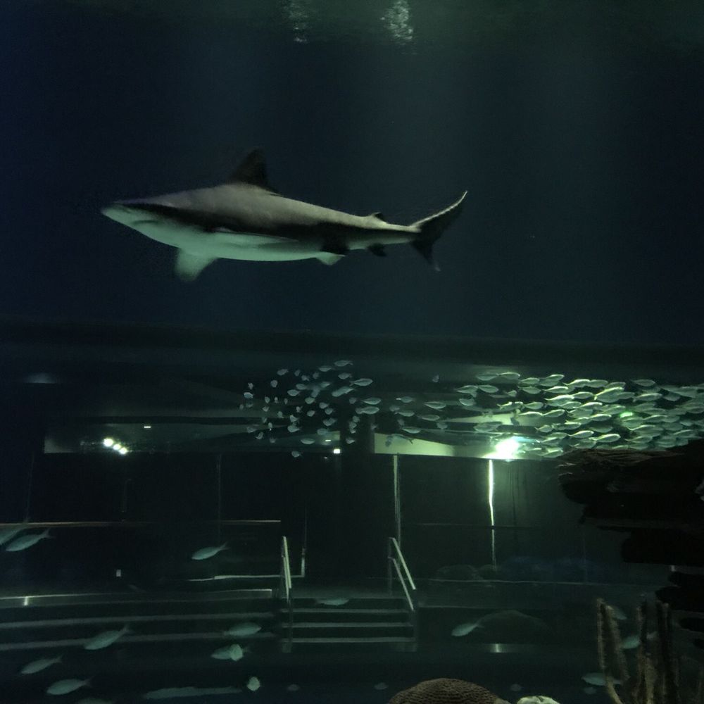 Texas State Aquarium - Love the sharks! - Aquariums Near Me - Corpus Christi, Texas Texas State Aquarium - Love the sharks! - Aquariums Near Me - Corpus Christi, Texas