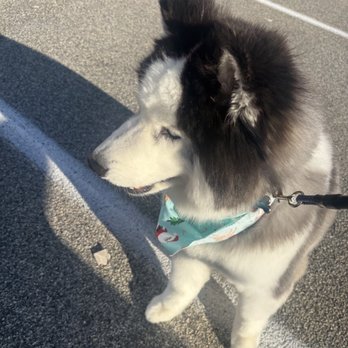 Groom By Harry - Pet Groomers Near Me