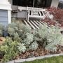 Photo of Manzanita Nursery