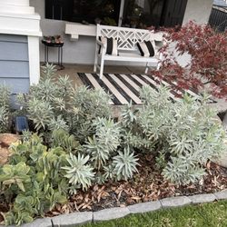 Manzanita Nursery - Sage plants from this nursery.
