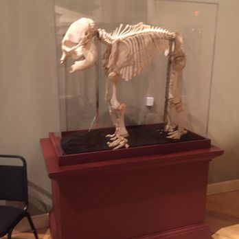 Mayborn Museum - Baby Mammoth bones - Museums Near Me - Waco, Texas