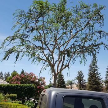 Salas Tree Service - After - Tree Services Near Me - Bakersfield, California Salas Tree Service - After - Tree Services Near Me - Bakersfield, California