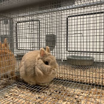 Alameda County Fair - bunny ! - Festivals Near Me - Pleasanton, California