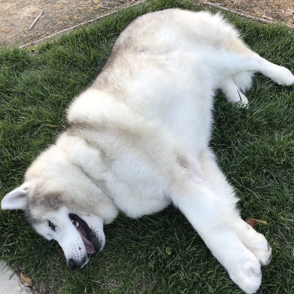 Kimberly's Dog Grooming - Pet Groomers Near Me - Redding, California
