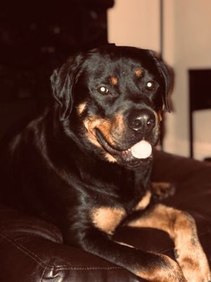 roaring brook doggy daycare