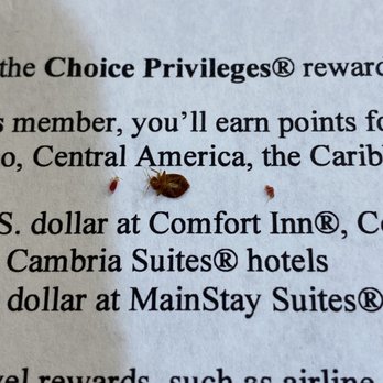Comfort Suites Southpark - Yes it's exactly what you think they are. Found them in my bed while I was laying in it. - Hotels Near Me - Colonial Heights, Virginia Comfort Suites Southpark - Yes it's exactly what you think they are. Found them in my bed while I was laying in it. - Hotels Near Me - Colonial Heights, Virginia