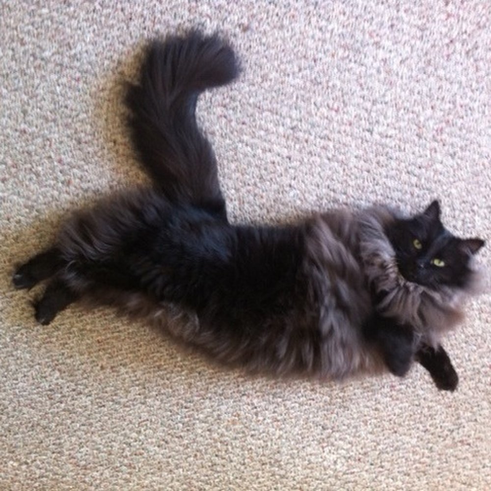 Purebreds Plus Cat Rescue - This is Gino, the 2nd cat we adopted from PPP - Animal Shelters Near Me Purebreds Plus Cat Rescue - This is Gino, the 2nd cat we adopted from PPP - Animal Shelters Near Me