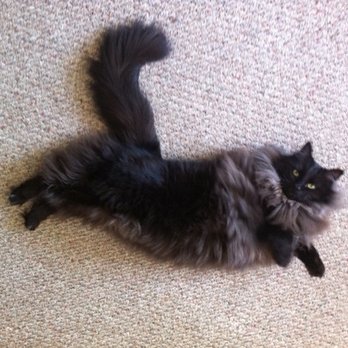 Purebreds Plus Cat Rescue - This is Gino, the 2nd cat we adopted from PPP - Animal Shelters Near Me