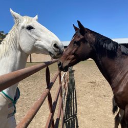 Equestrian Games Riding Academy
