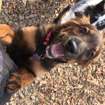 A Better Dog Kennel - Pet Training Near Me - Monroe, North Carolina