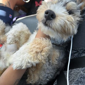 WillowWay Doodles - Pet Breeders Near Me WillowWay Doodles - Pet Breeders Near Me