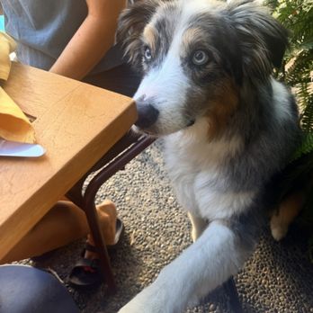 Ponyboy - Dog Friendly - Lounges Near Me - San Diego, California Ponyboy - Dog Friendly - Lounges Near Me - San Diego, California