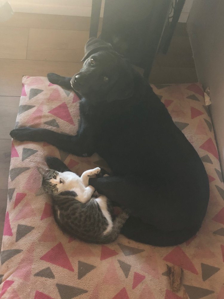 VETERINARY DENTISTRY AND ORAL SURGERY Updated June 2024 5 Camino