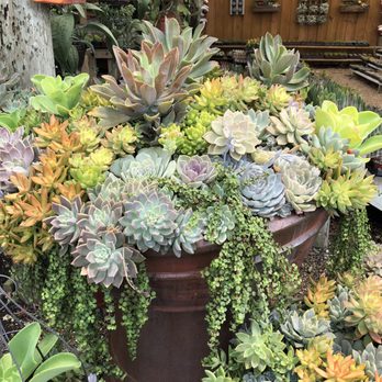 Isaac Farms - Nurseries & Gardening Near Me - Miami, Florida Isaac Farms - Nurseries & Gardening Near Me - Miami, Florida