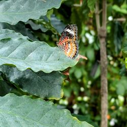 Reiman Gardens