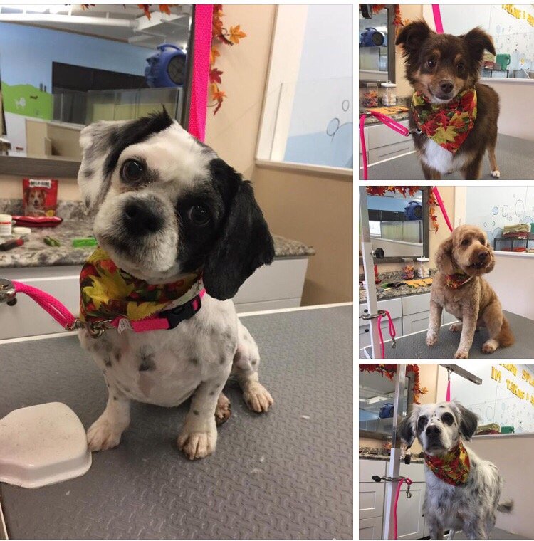 HAPPY PAWS DOG GROOMING AND DAYCARE Updated August 2024 5675 Stacy