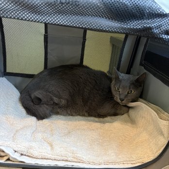 City Kitty Veterinary Care For Cats - Veterinarians Near Me - Providence, Rhode Island City Kitty Veterinary Care For Cats - Veterinarians Near Me - Providence, Rhode Island