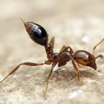 No Contract Pest Solutions - Pest Control Near Me - Fort Worth, Texas No Contract Pest Solutions - Pest Control Near Me - Fort Worth, Texas