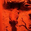NorCal Aquarium and Wildlife gift card