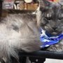 Photo of Bow Wow Meow Purrfessional Petcare