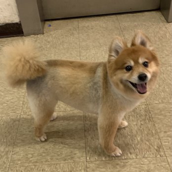 KingSpa NYC - Annii looking good after getting groomed. - Pet Groomers Near Me - Bronx, New York