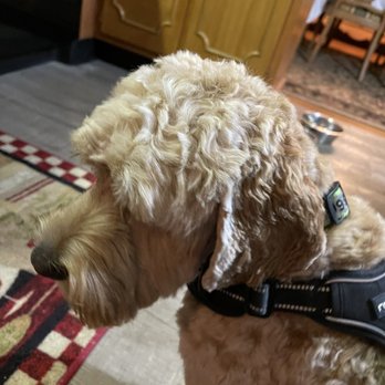 The Mutt Hutt - Cut uneven & too short as well as not a complimentary cut for breed - Pet Groomers Near Me - Folsom, Pennsylvania The Mutt Hutt - Cut uneven & too short as well as not a complimentary cut for breed - Pet Groomers Near Me - Folsom, Pennsylvania