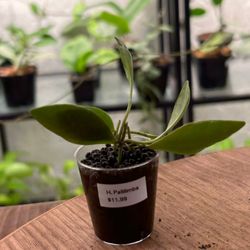 The Nursery Project - Hoya Pallilimba