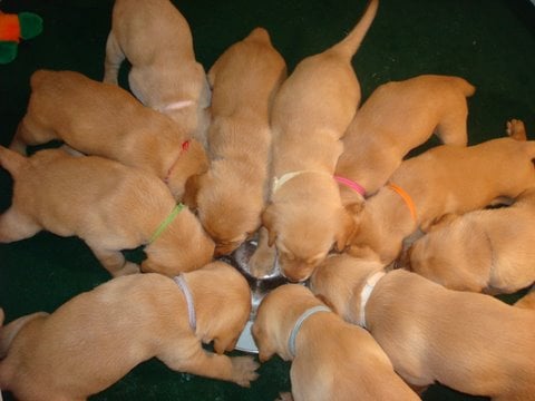 vca almaden valley animal hospital yelp