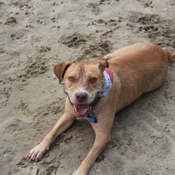 Nola City Bark - Enjoying the cool sand pit! - Dog Parks Near Me - New Orleans, Louisiana Nola City Bark - Enjoying the cool sand pit! - Dog Parks Near Me - New Orleans, Louisiana