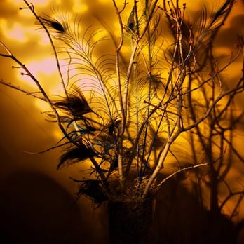 Chicago Lighting Design - Gobo and Spotlight - Steve Koo Photography - Party & Event Planning Near Me - Oswego, Illinois