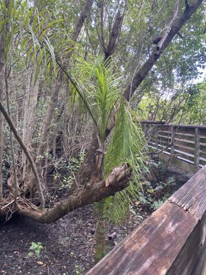 Richardson Historic Park & Nature Preserve by null