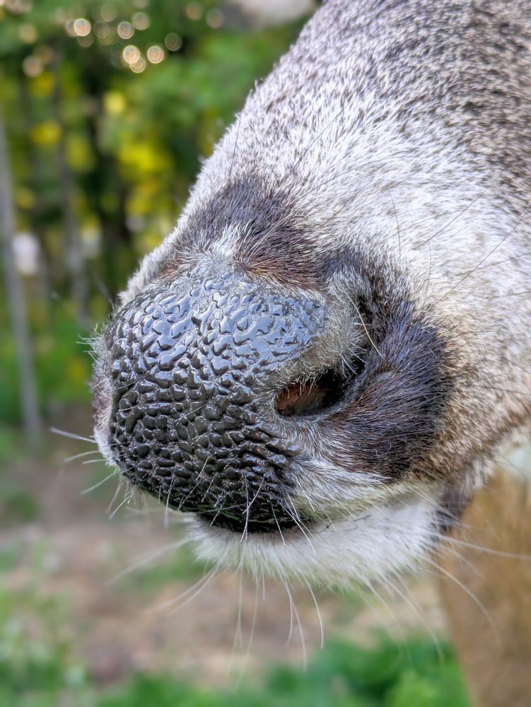 Peak Taxidermy - taxidermy in Winterport, ME