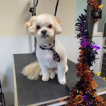 Classic & Classy Dog Spa - Pet Groomers Near Me - Seattle, Washington Classic & Classy Dog Spa - Pet Groomers Near Me - Seattle, Washington