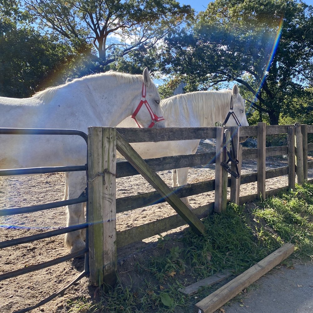 Bronx Equestrian Center - I love them they let me scratch them up. They loved it - Horseback Riding Near Me - The Bronx, New York Bronx Equestrian Center - I love them they let me scratch them up. They loved it - Horseback Riding Near Me - The Bronx, New York