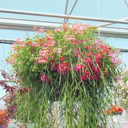 Better Earth Gardens and Tropicals - Custom made hanging baskets made to last all season long!