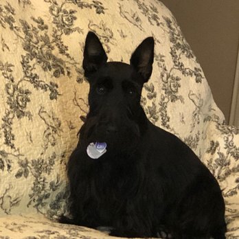 The Holistic Paw - Pet Groomers Near Me - Roseville, California