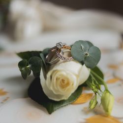 Damask Rose 