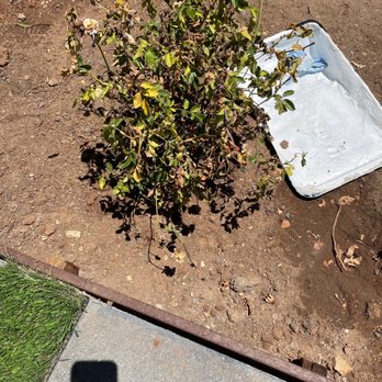 Elegant Gardens Nursery - Dead roses - Nurseries & Gardening Near Me - Moorpark, California Elegant Gardens Nursery - Dead roses - Nurseries & Gardening Near Me - Moorpark, California