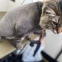 Grooming By Design