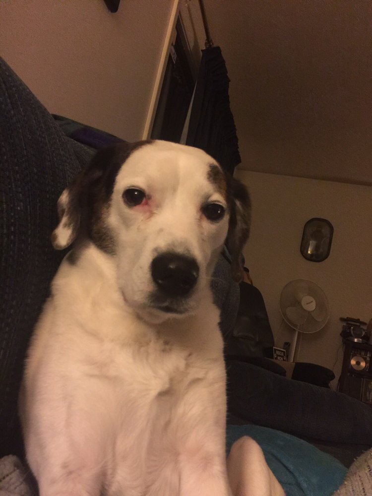 WORK THOSE PAWS 10 Reviews 4 Lasall Ave, Cumberland, Rhode Island