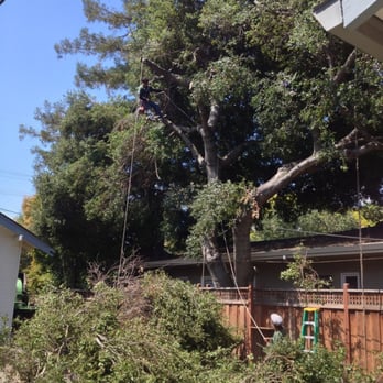 The Tree Guys - Trimming oak trees - Tree Services Near Me - San Mateo, California The Tree Guys - Trimming oak trees - Tree Services Near Me - San Mateo, California