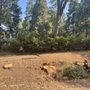 Photo of Deep Grindz Stump Grinding