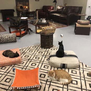 Naughty Cat Cafe - Coffee & Tea Near Me - Chattanooga, Tennessee Naughty Cat Cafe - Coffee & Tea Near Me - Chattanooga, Tennessee